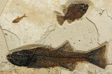 Stunning Green River Fossil Fish Mural with Several Species #342449-3